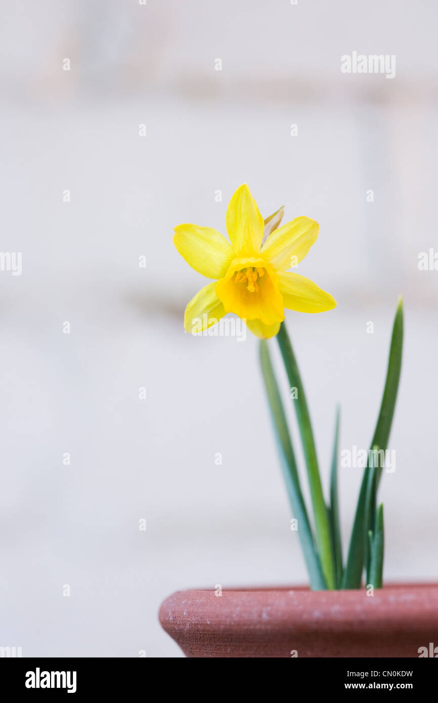 Narcissus 'tete a tete'. Unico daffodil in una pentola, contro una parete bianca. Foto Stock