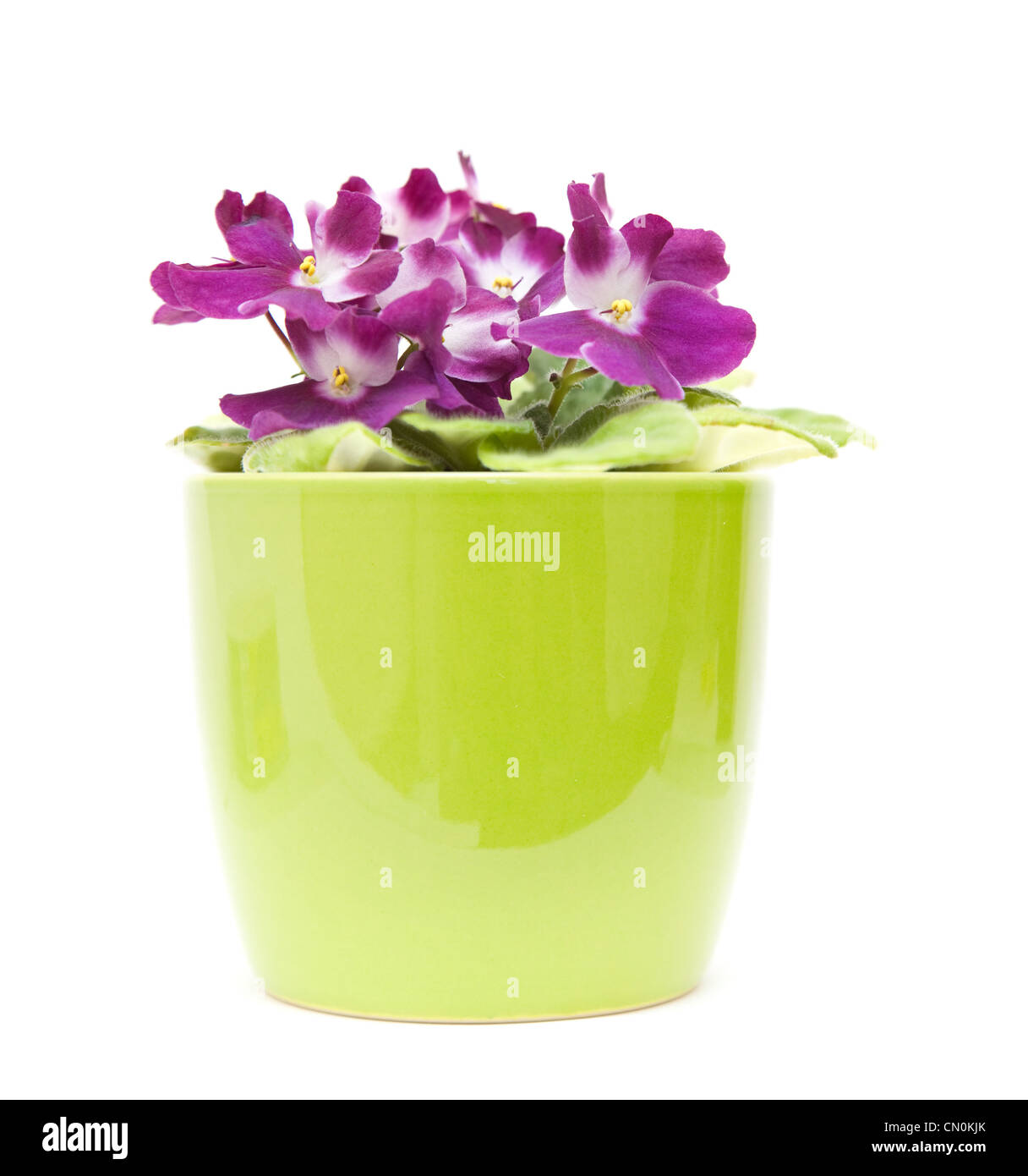African Violet con rosa scuro al bianco variegatura in bright green pot, isolato su bianco Foto Stock
