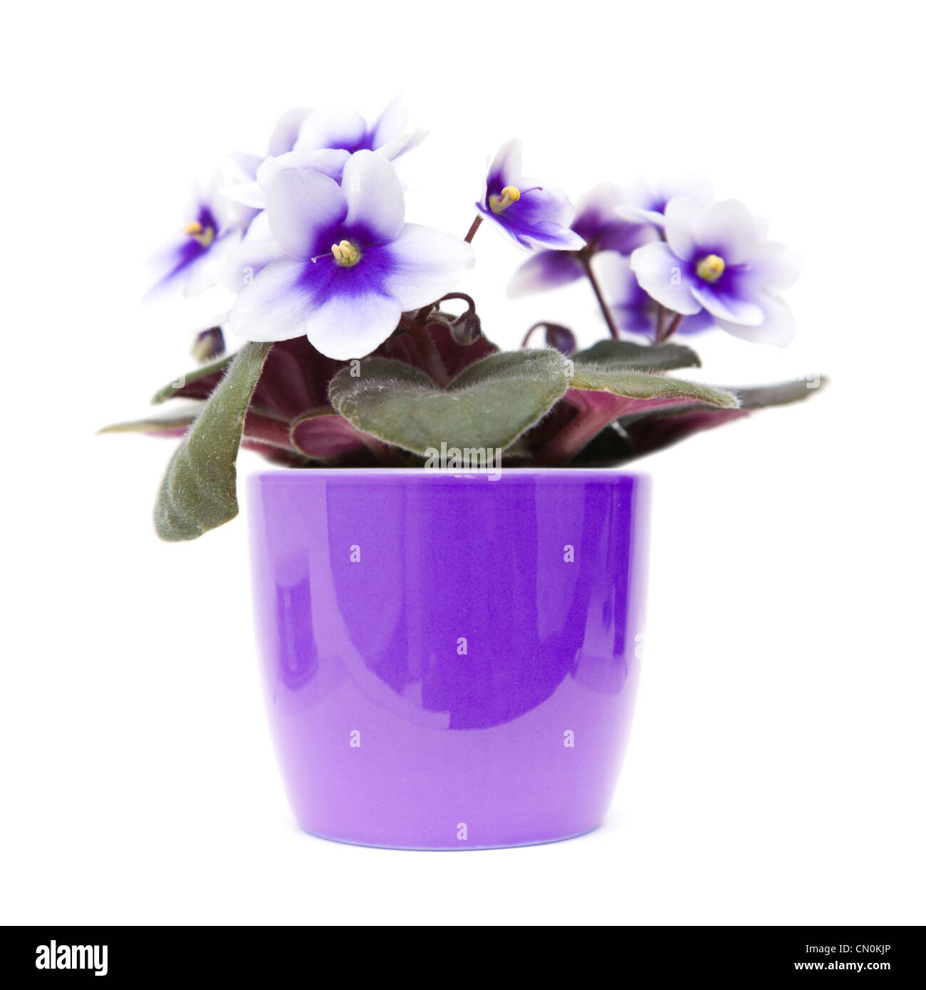 African Violet con viola scuro al bianco variegatura in porpora brillante pot, isolato su bianco Foto Stock