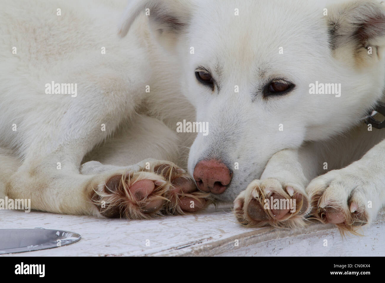 Alaskan husky dogsledding, rilassante, nel cane accampamento dei nevai e ghiacciai di Mendenhall Glacier, Juneau, in Alaska. Foto Stock