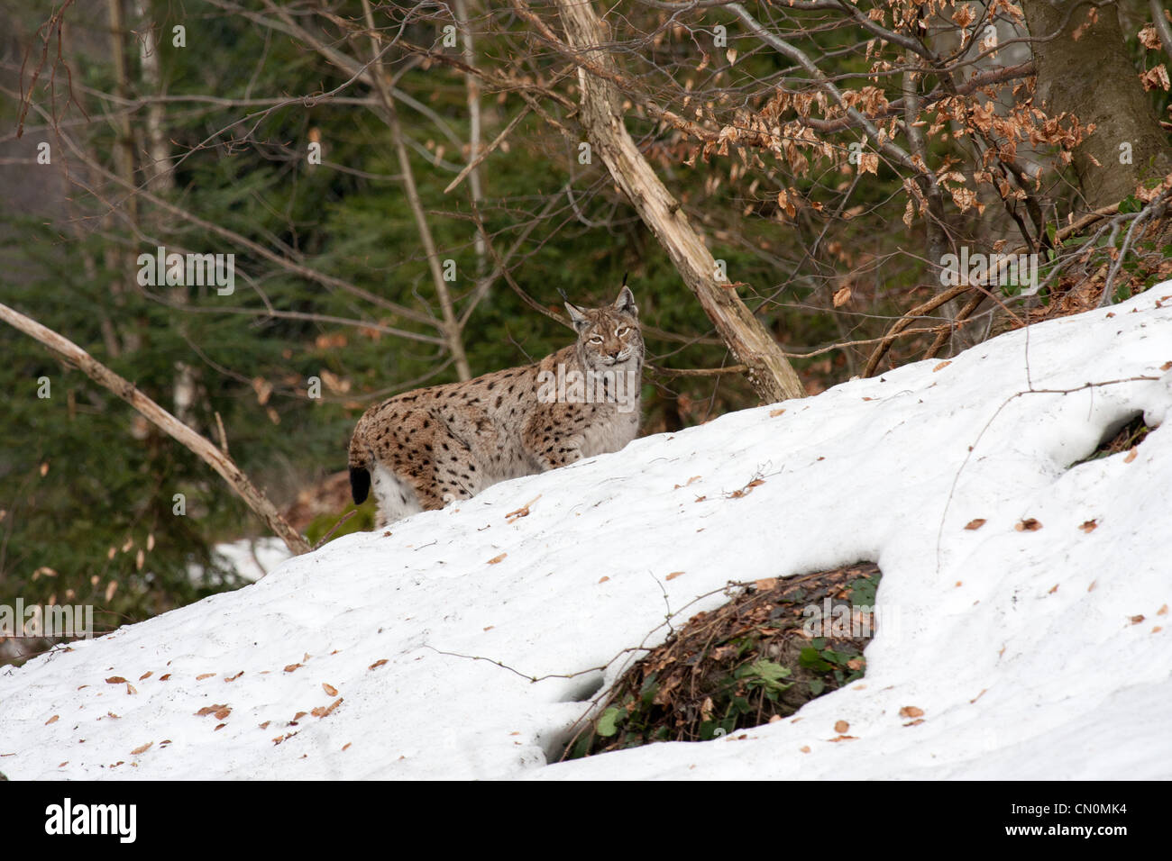Lince in neve Foto Stock
