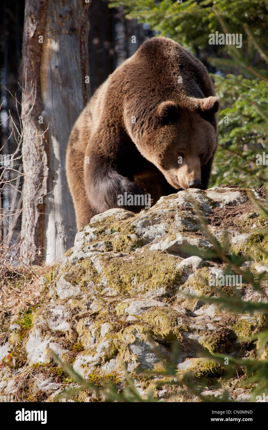 Orso bruno in habitat Foto Stock