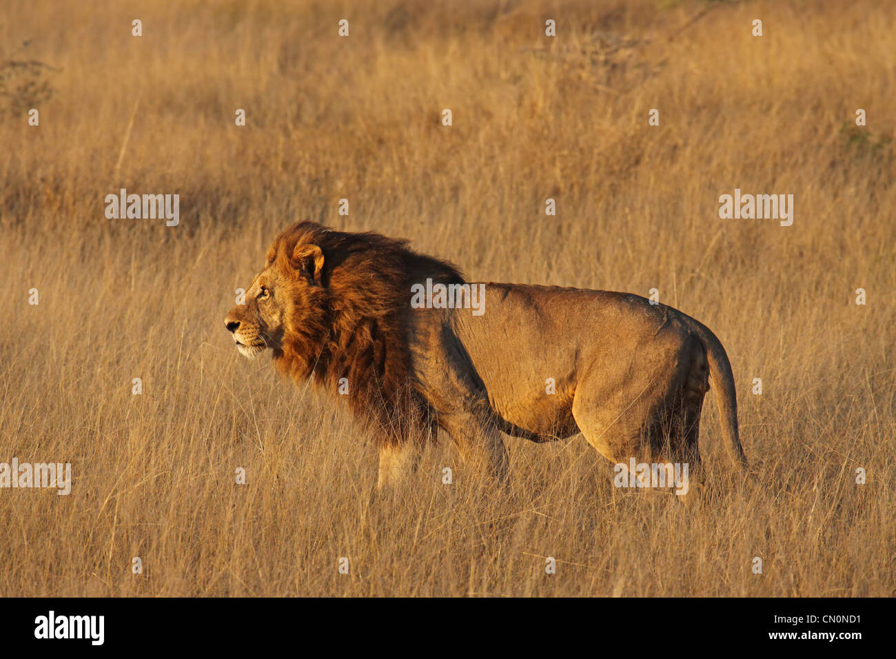 Maschio di leone nella luce del mattino, Moremi Game Reserve, la fauna selvatica, Botsuana, Panthera leo Foto Stock