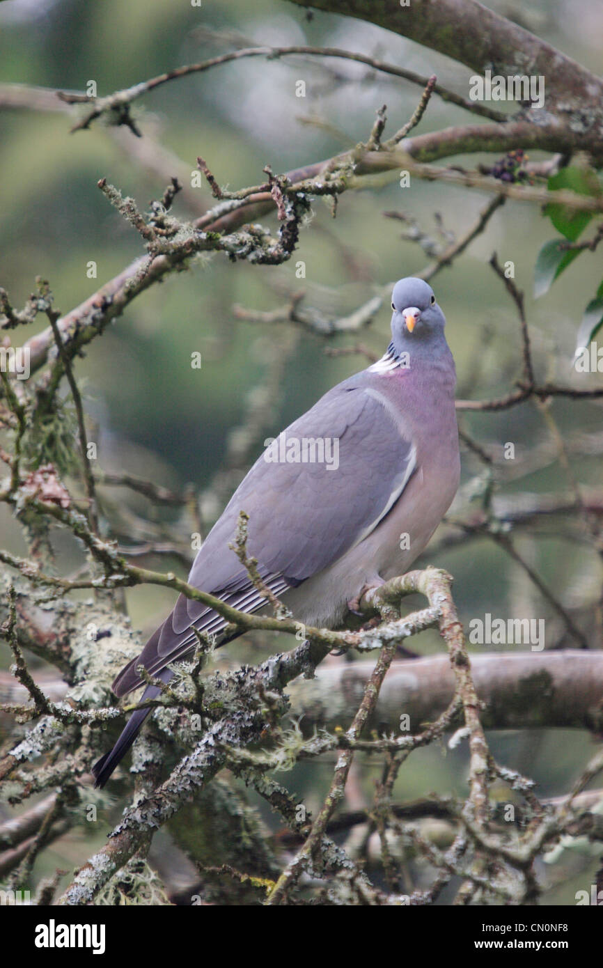 Legno Pidgeon (Columba palumbus) Foto Stock