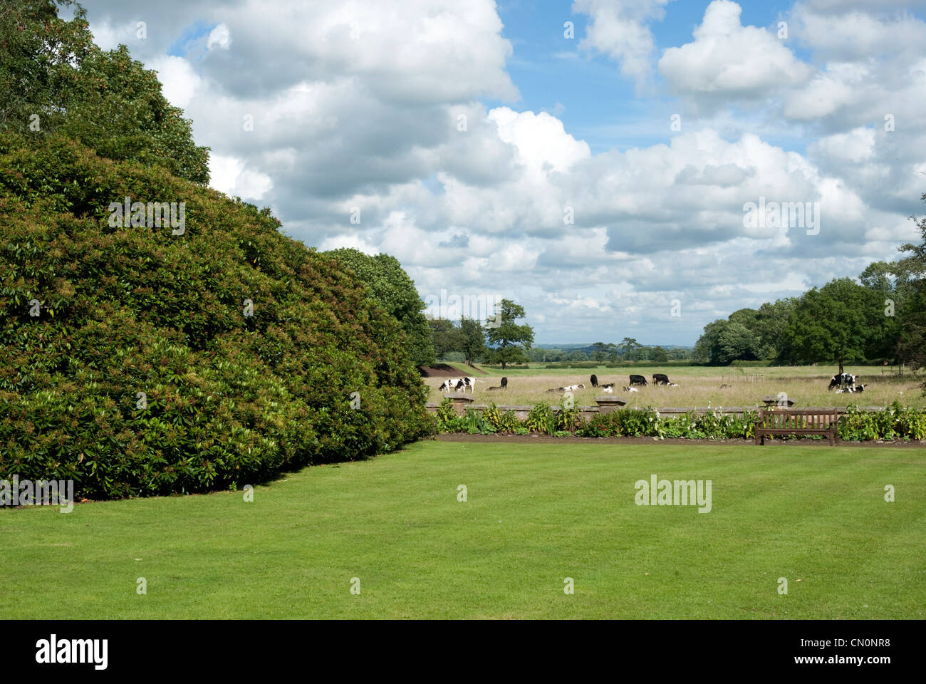 Il prato di una casa in un paese di lingua inglese estate guardare verso un campo con le mucche in esso Foto Stock