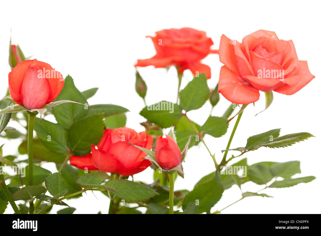 Bouquet di Red Rose di piccole dimensioni su bianco Foto Stock