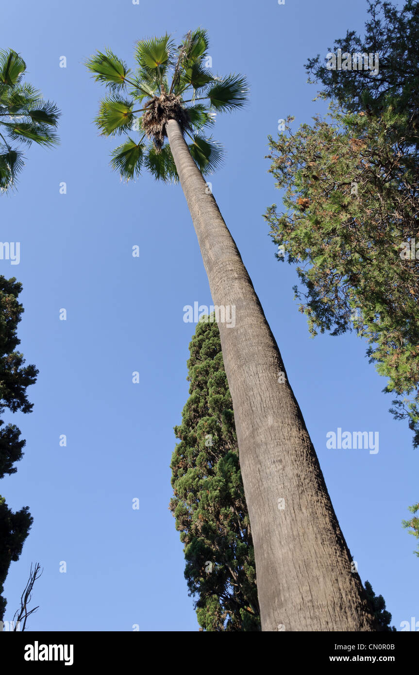 Palm tree dal di sotto, guardando verso l'alto contro un cielo blu. Foto Stock