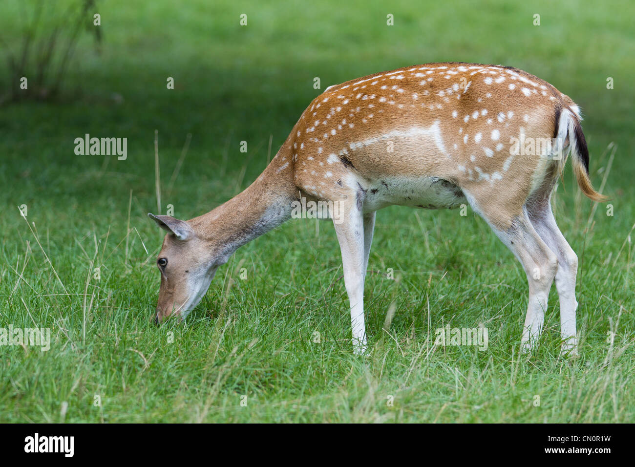 Vietnamita femmina cervi sika pascolo. Questa specie asiatiche è estinto nel selvaggio. Foto Stock