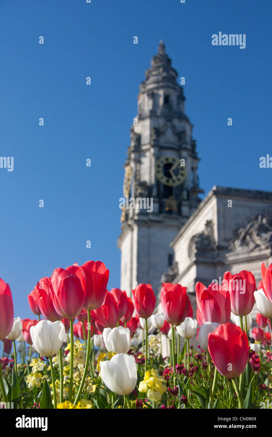 Municipio di Cardiff di Clock Tower con i tulipani in primo piano Cardiff South Wales UK Foto Stock