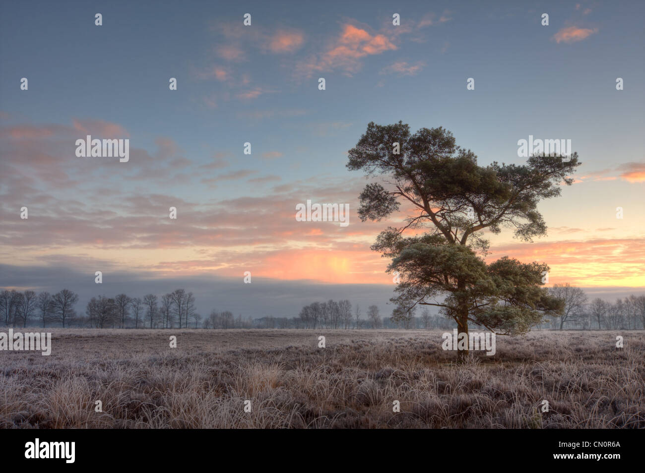 Lonely di pino silvestre (Pinus sylvestris) su un congelati heath, inizio su un inverno mattina. Foto Stock