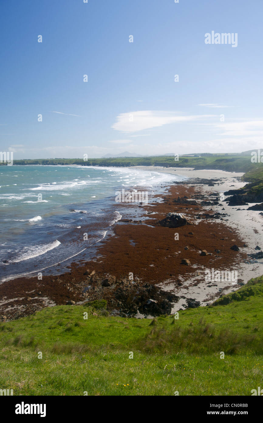 Traeth Penllech spiaggia coperta in una grande massa di alghe kelp () lavato onshore dopo una tempesta pesante Gwynedd Wales UK Foto Stock