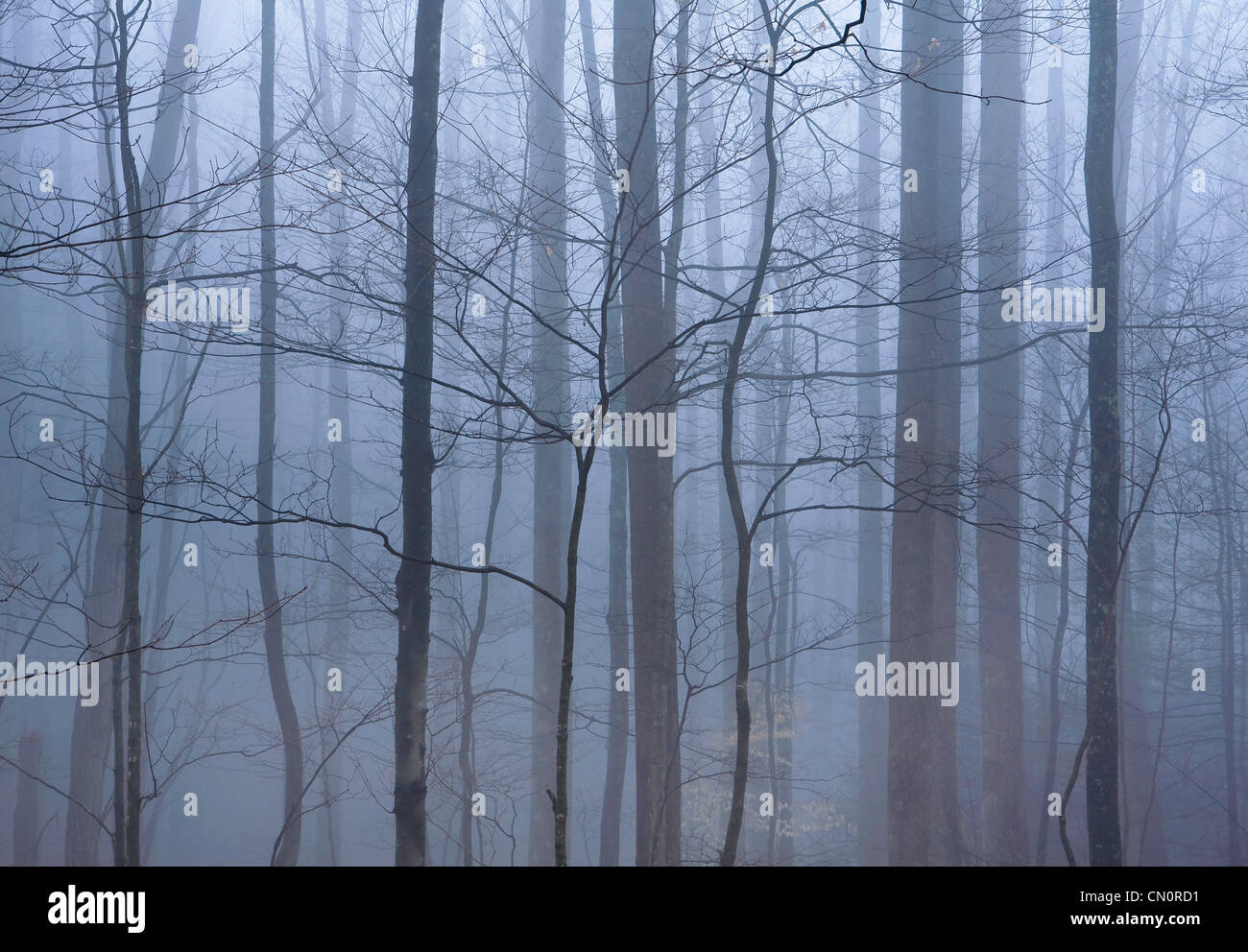 Una foresta di nebbia in Great Smoky Mountains National Park di Tennesse, STATI UNITI D'AMERICA. Foto Stock