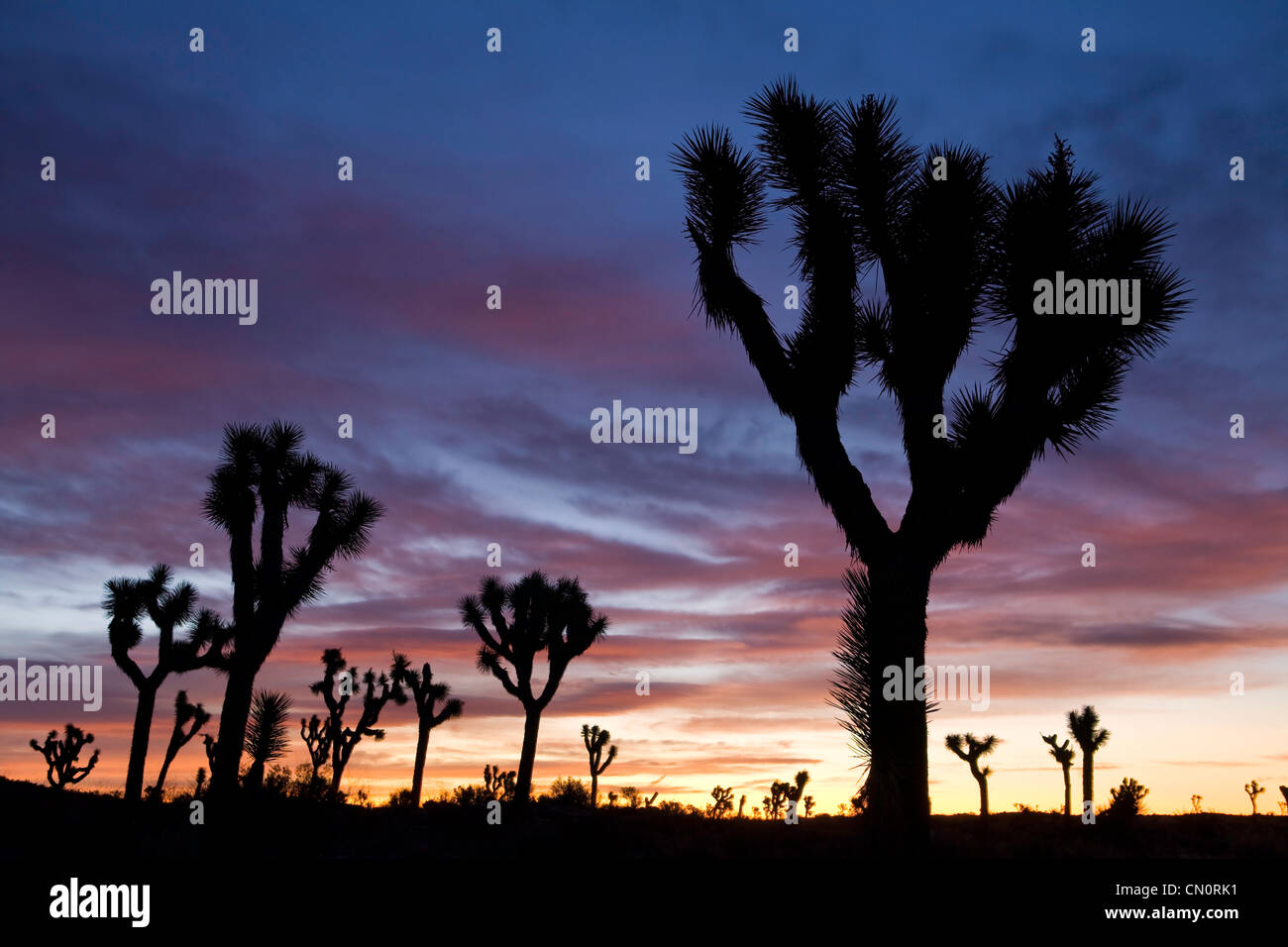 Joshua Tree silhouettes all'alba a Joshua Tree National Park, California. Stati Uniti d'America. Foto Stock