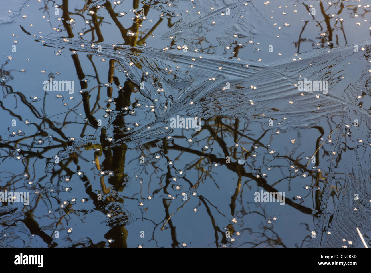 L'inverno è prossimo ad una estremità e la molla è in arrivo: semi di betulle su ghiaccio; cambiare delle stagioni. Foto Stock