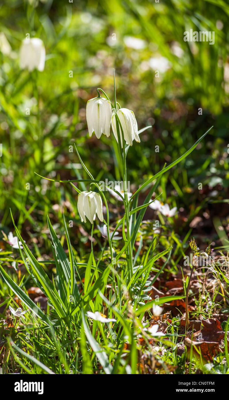 Fritillaria meleagris, la testa del serpente Fritillary, in primavera in Inghilterra, varietà bianca. Foto Stock