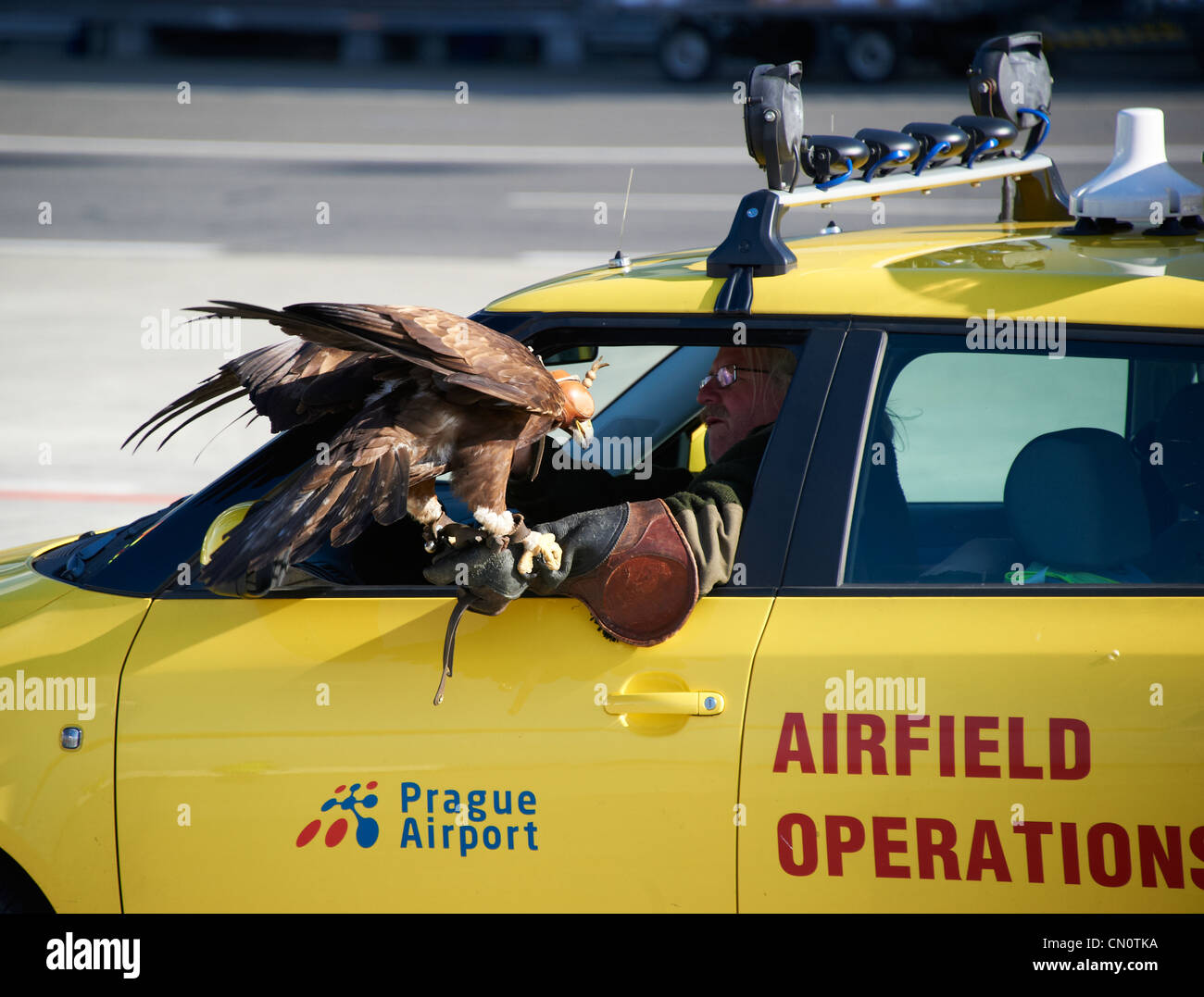Falconer con Eagle a l'aeroporto internazionale Ruzyne di Praga Repubblica Ceca - airfield operations Foto Stock