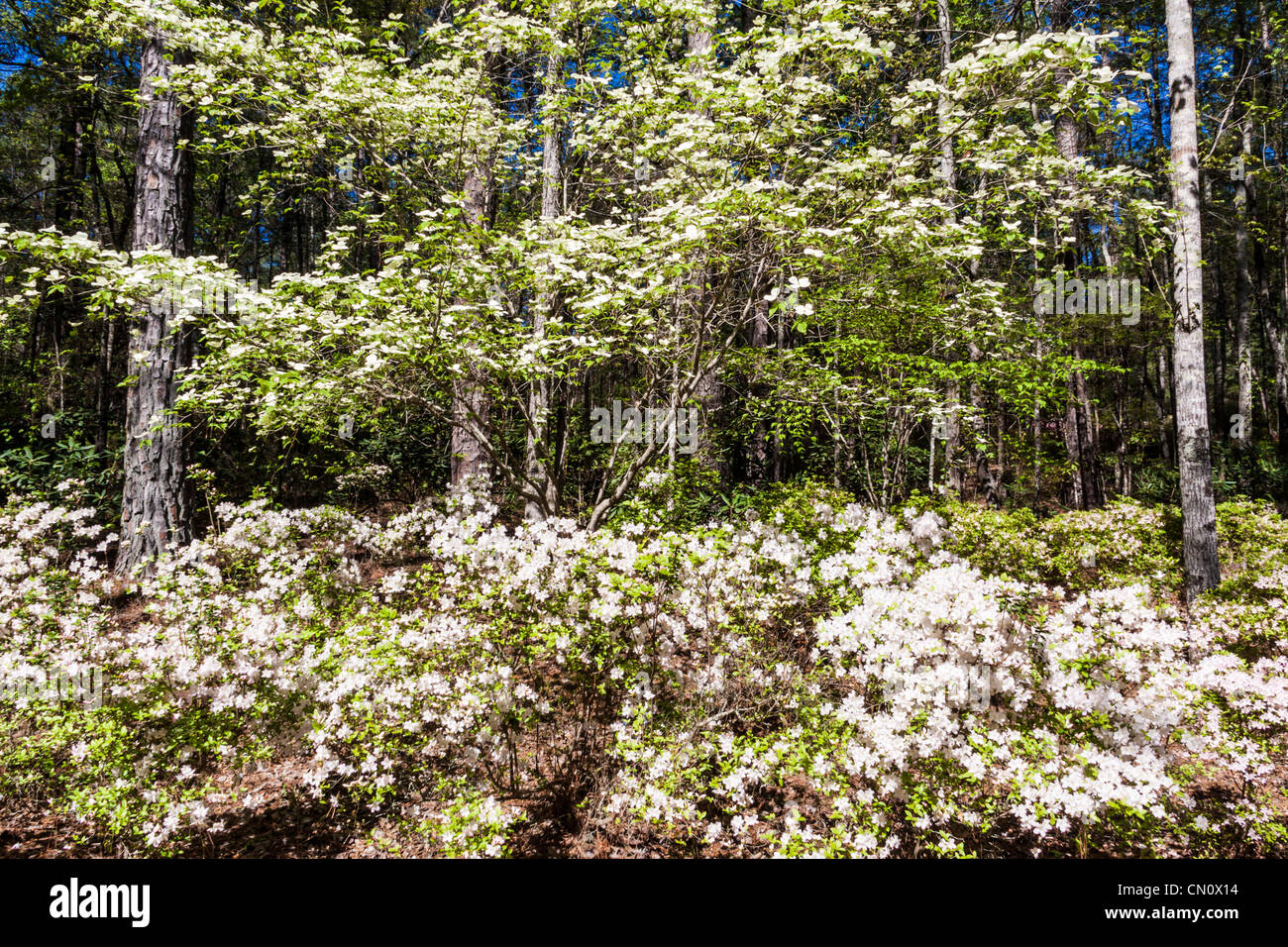 Fioritura Sanguinello alberi e azalee all'Azalea ciotola giardino a Callaway Gardens in legno di pino di montagna, Georgia. Foto Stock