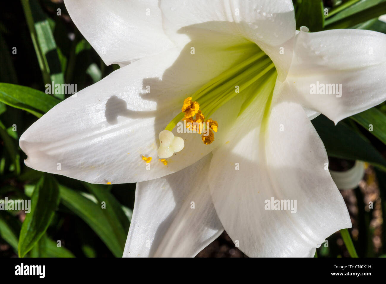 Giglio di Pasqua, Lilium longiflorum, a Bellingrath Gardens, Alabama, all'inizio della primavera. Foto Stock