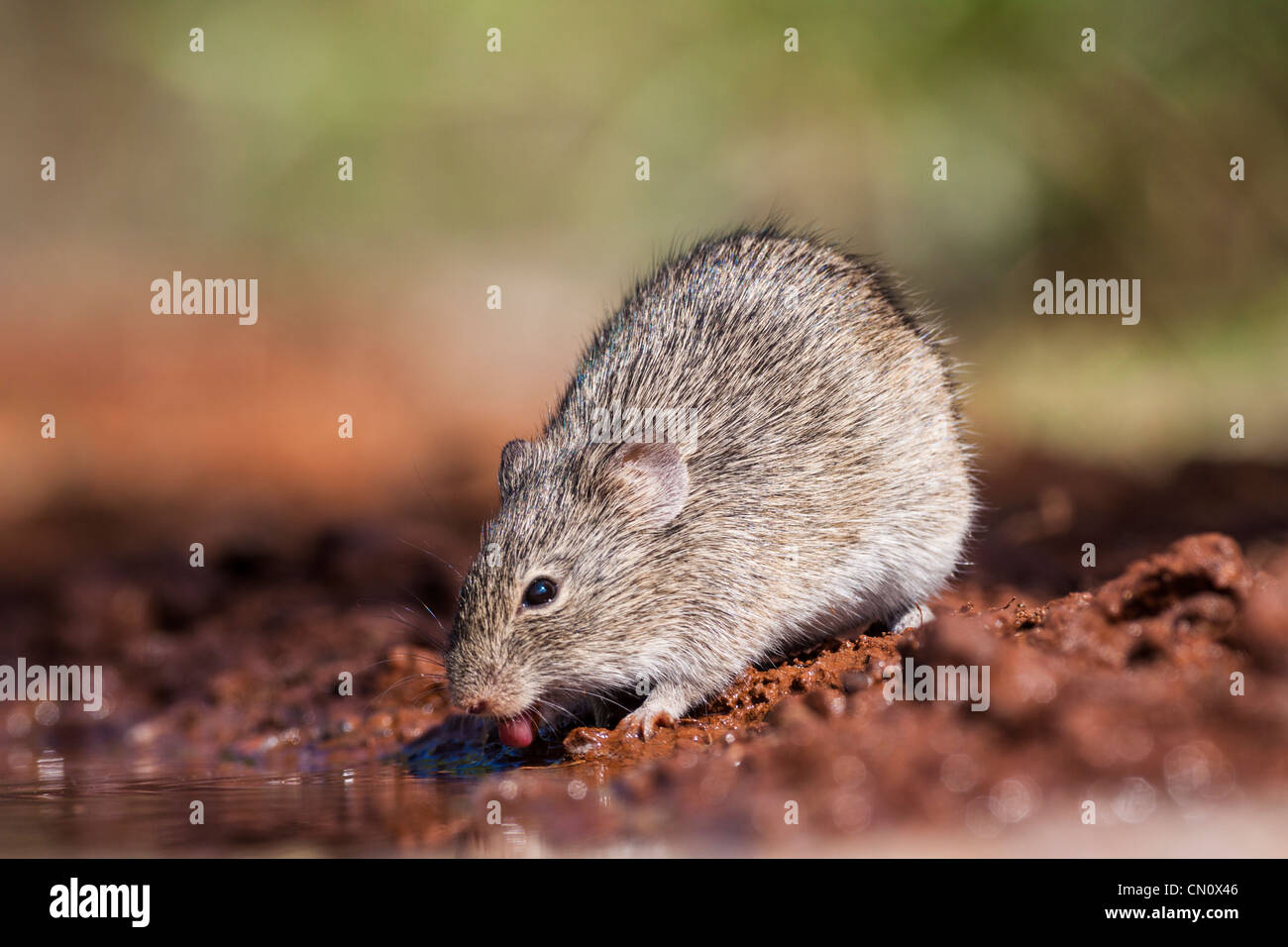 Mouse provenienti per l'acqua di uno stagno in un ranch in Texas del Sud. Foto Stock