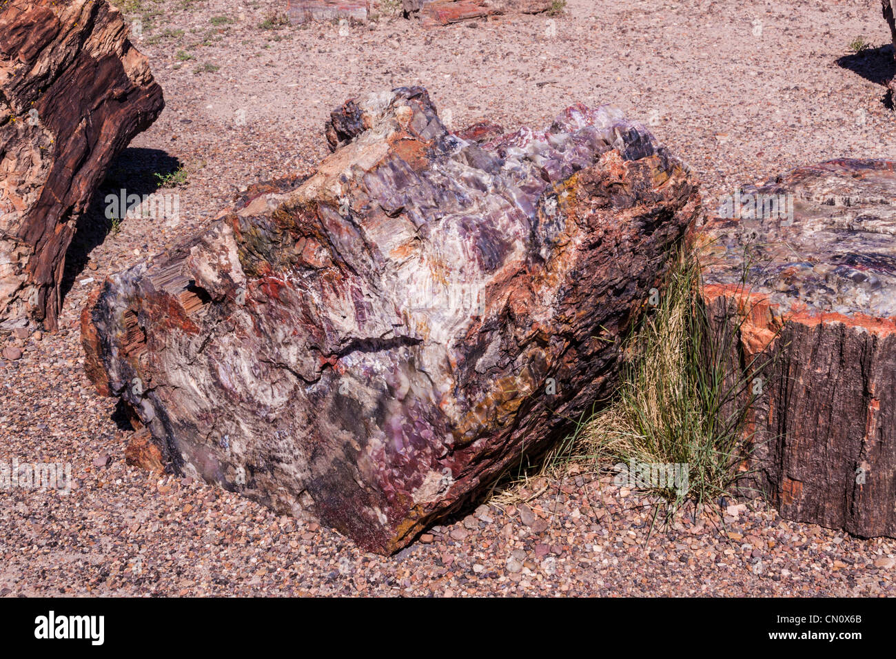 Registri pietrificato nel cristallo area forestale del Parco Nazionale della Foresta Pietrificata in Arizona. Foto Stock