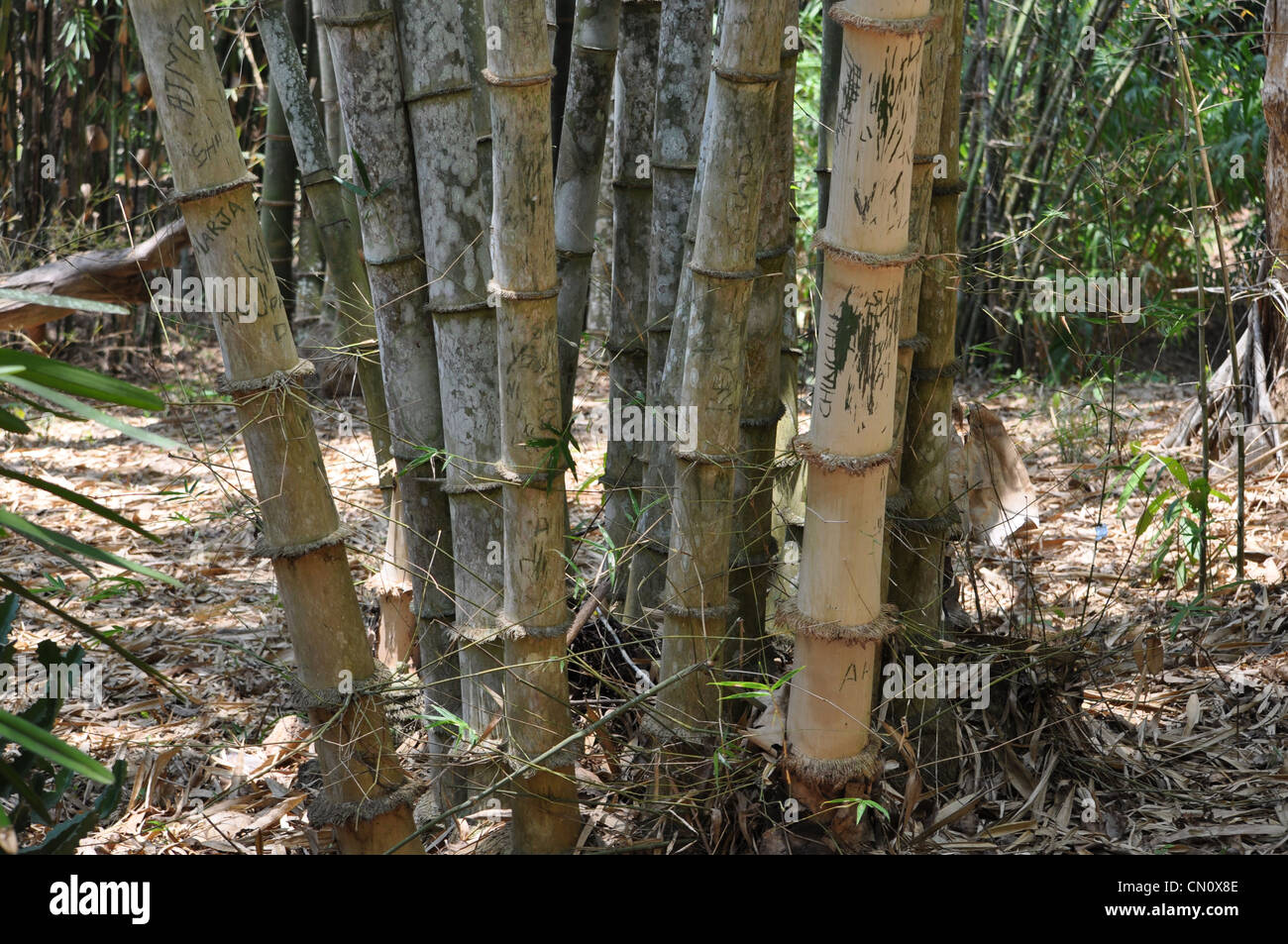 Gambi di bambù Foto Stock