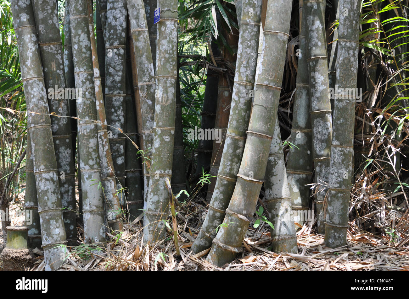 Piante di bambù Foto Stock