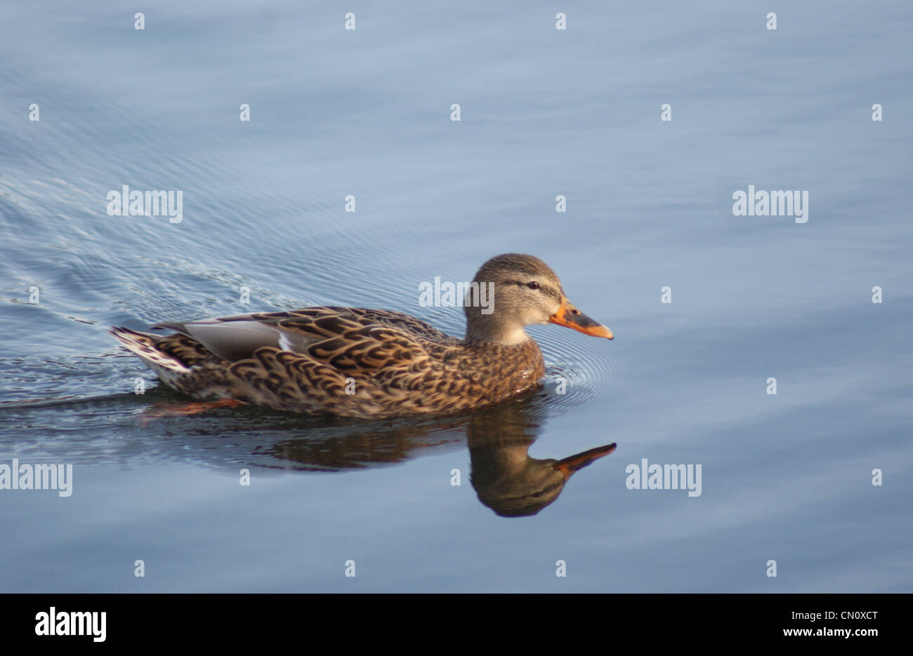 Duck nuotare nel lago. Foto Stock