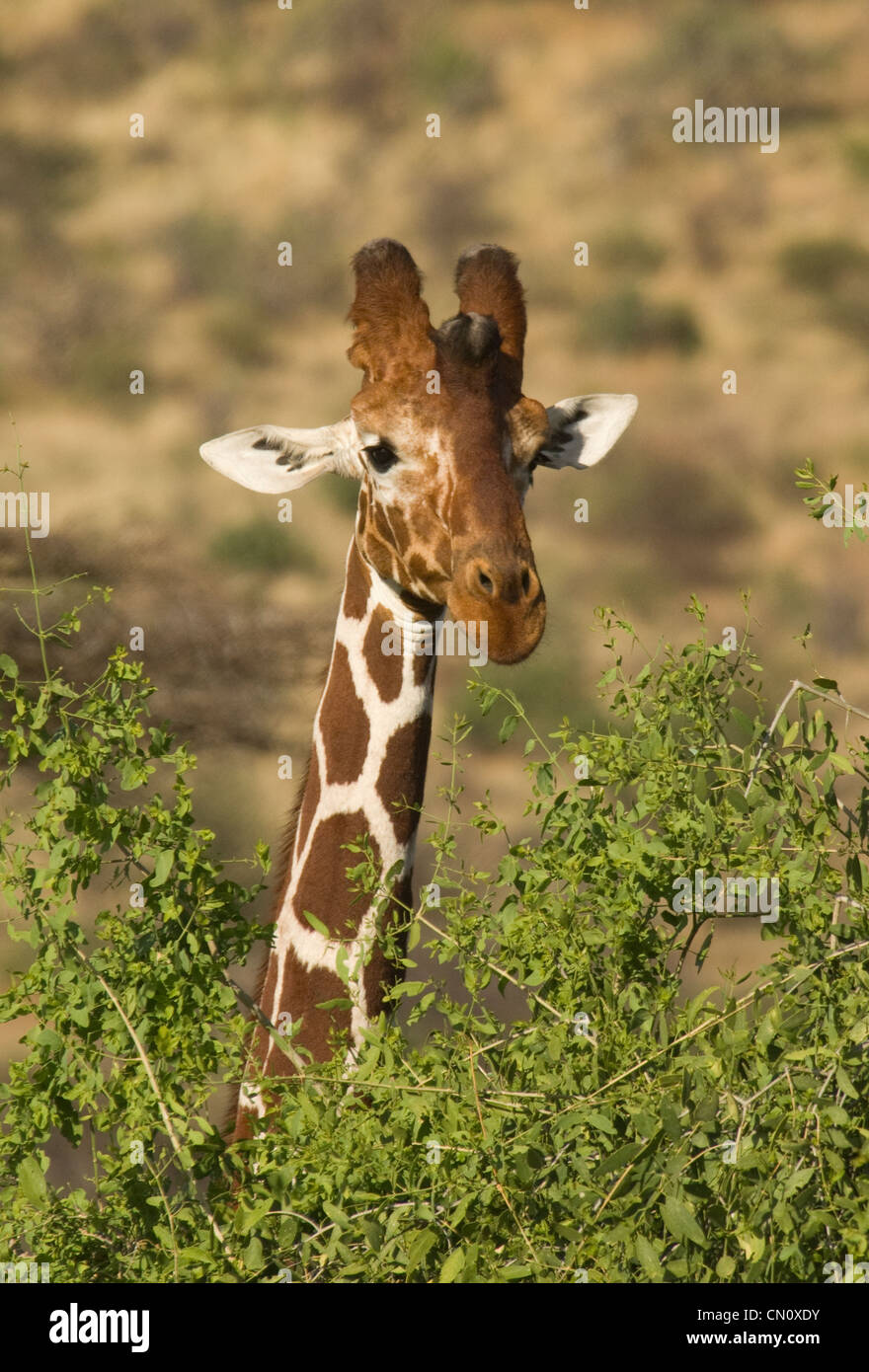 Giraffa reticolata del peering attraverso la boccola Foto Stock