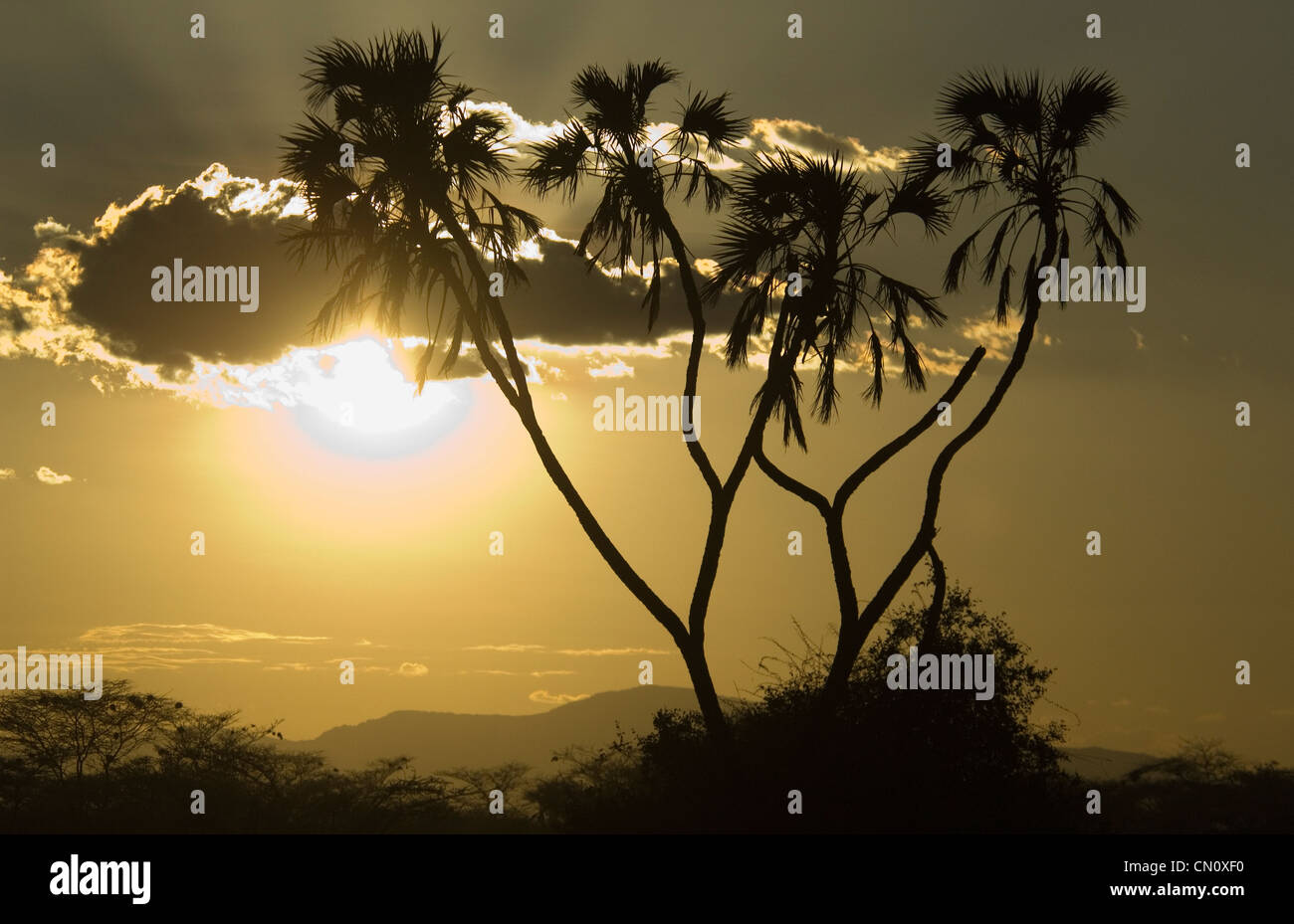 Doum palm stagliano al tramonto Foto Stock