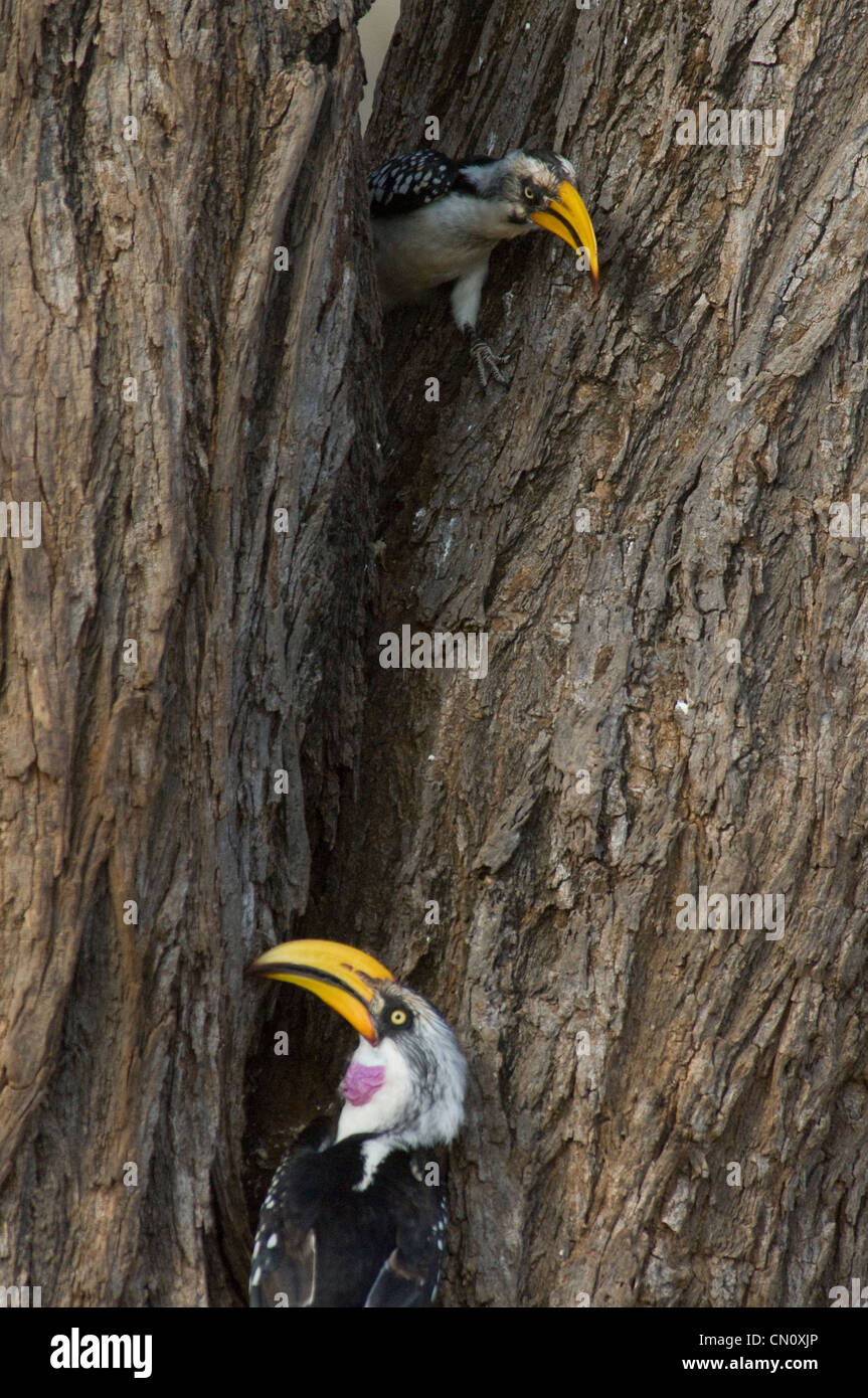 Giallo-fatturati hornbills dalla cavità di albero Foto Stock