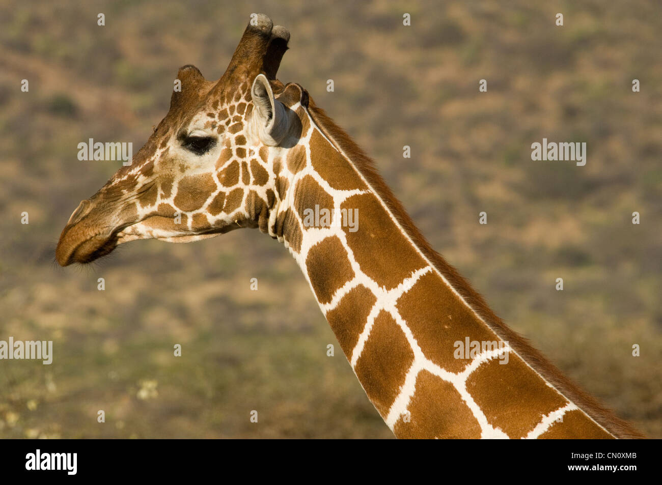 Giraffa reticolato-close up Foto Stock