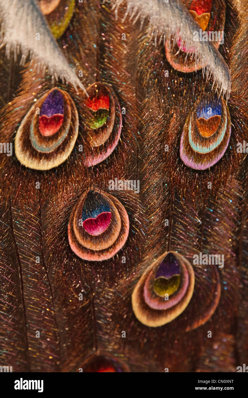 Pezzo da ricamo raffigurante peacock feather, Vietnam Foto Stock