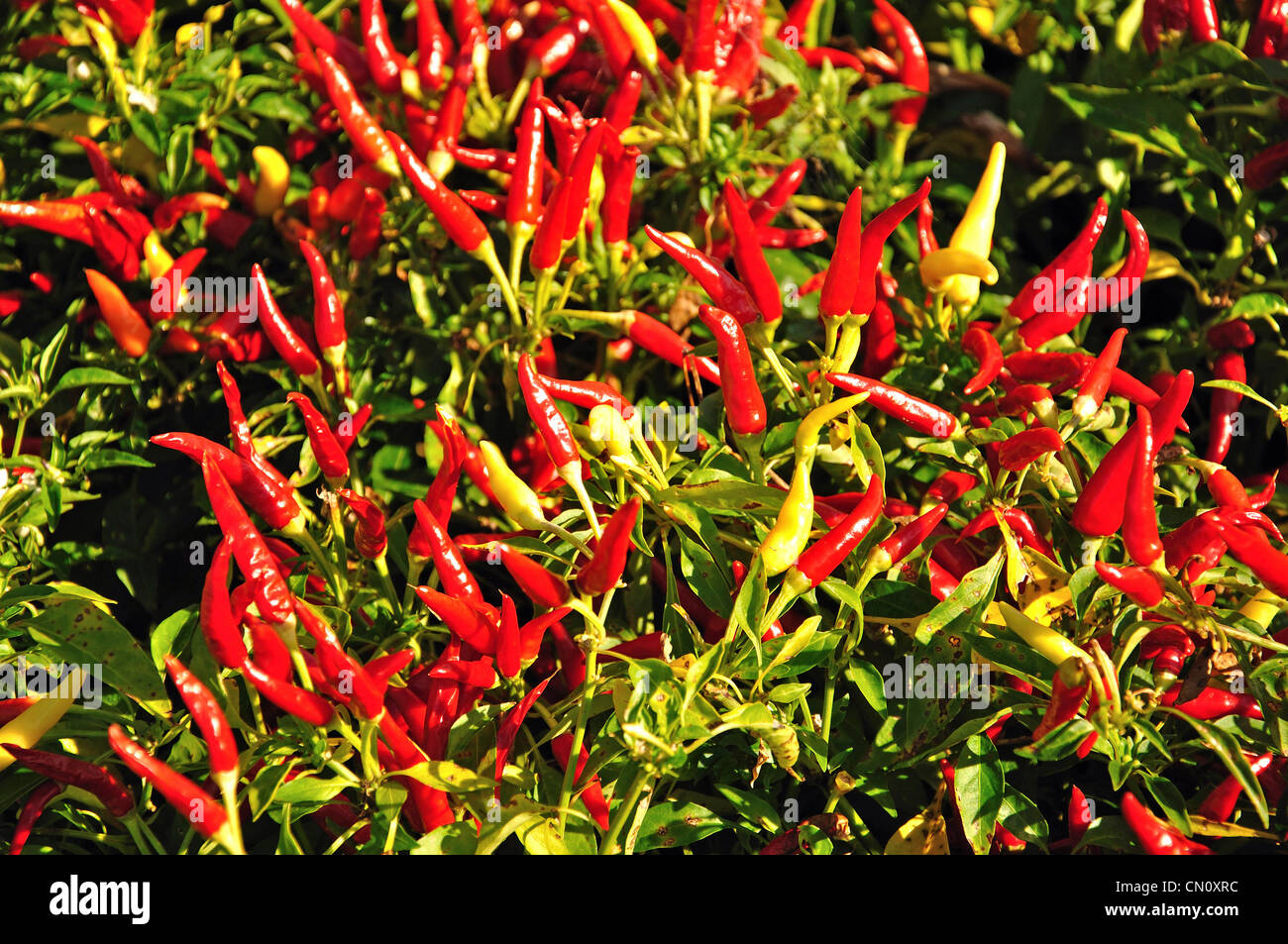 Peperoni maturi in Gardens, Hyde Park, Sydney, Nuovo Galles del Sud, Australia Foto Stock