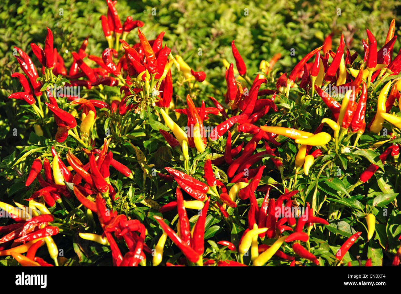 Peperoni maturi in Gardens, Hyde Park, Sydney, Nuovo Galles del Sud, Australia Foto Stock