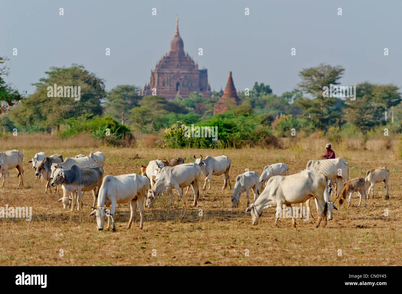 Il pascolo di bestiame con Htilominlo Pahto in distanza, Bagan, Myanmar Foto Stock