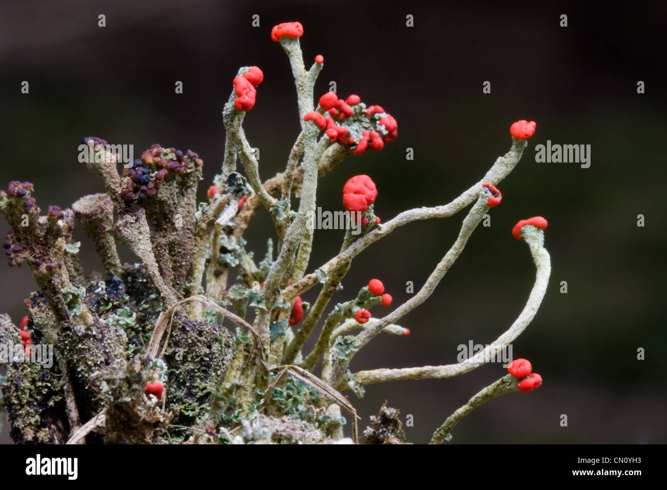 Devil's dei fiammiferi (Cladonia floerkeana) e scodellino licheni. Foto Stock