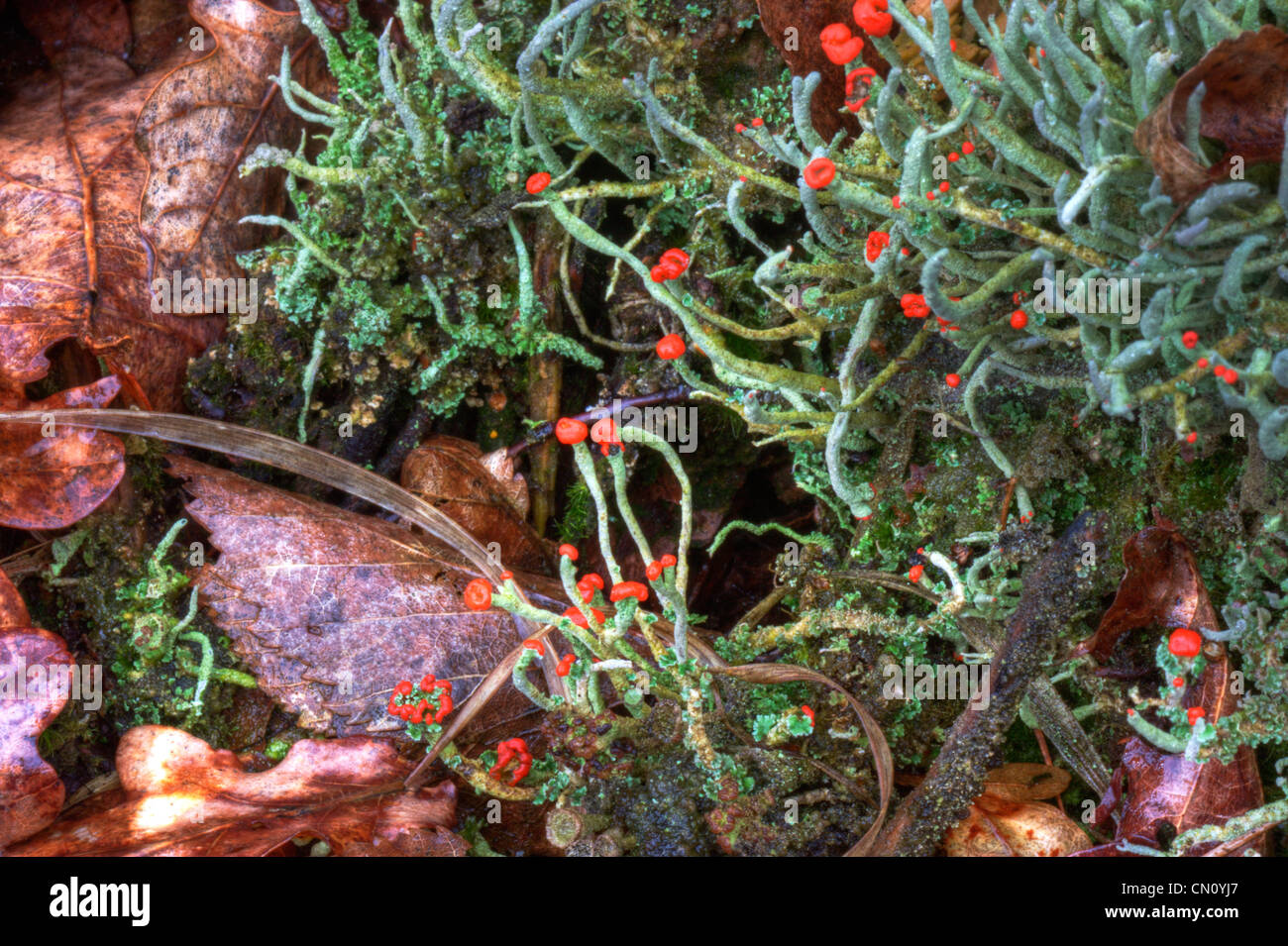 Devil's dei fiammiferi (Cladonia floerkeana) tra le foglie morte Foto Stock