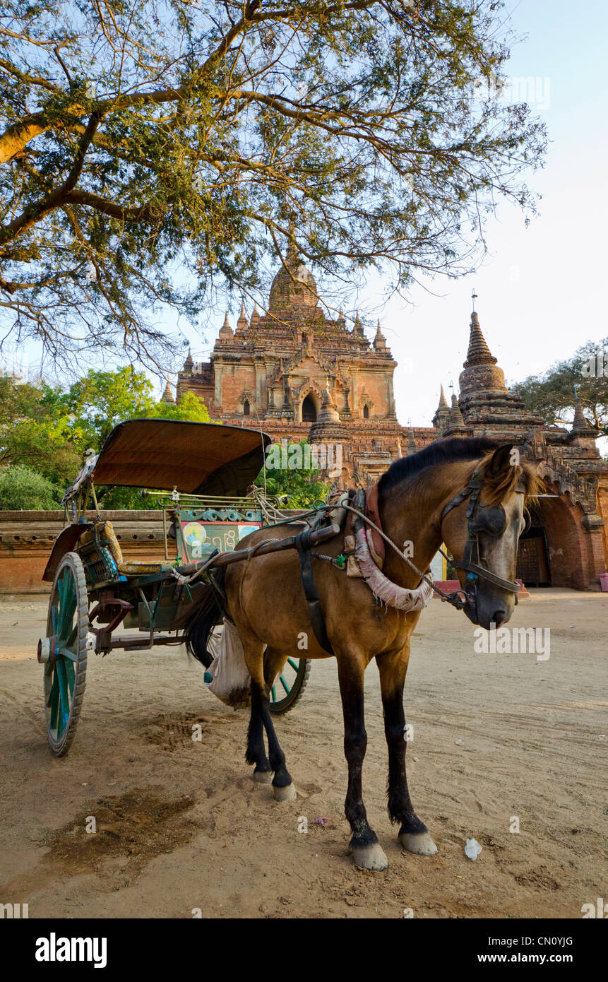Il cavallo e la spesa in attesa fuori Htilominlo Pahto, Bagan, Myanmar Foto Stock