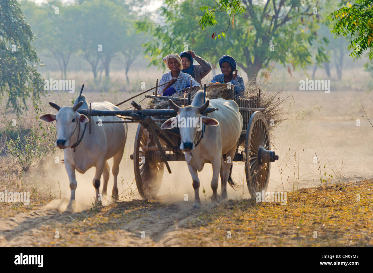 Ox Cart, Bagan, Myanmar Foto Stock