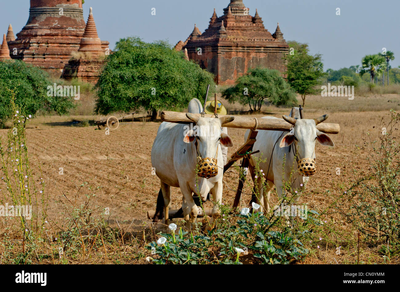 Forcella di bue aratura nel solco con astine in background, Bagan, Myanmar Foto Stock