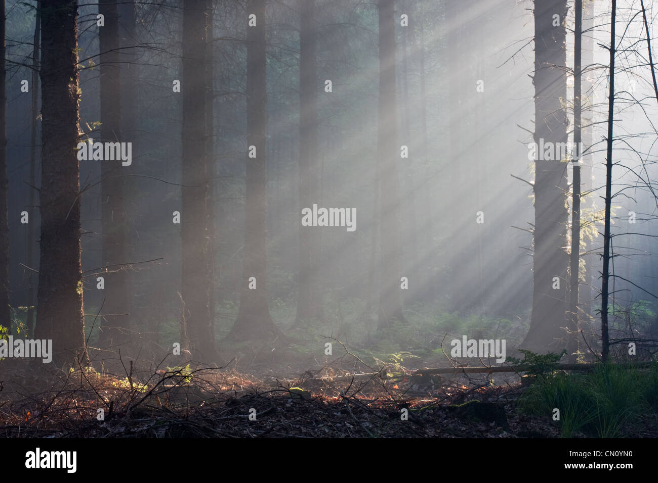 Raggi di sole in un bosco fiabesco. Foto Stock
