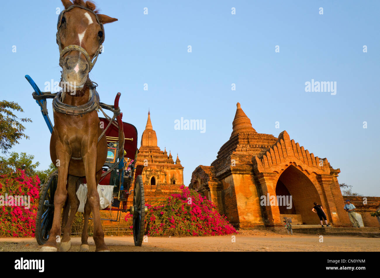 Il cavallo e la spesa in attesa fuori Sulamani Pahto, Bagan, Myanmar Foto Stock