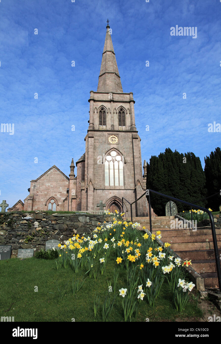 Giunchiglie crescente nella parte anteriore della chiesa di San Giovanni Evangelista Keswick NW England Regno Unito Foto Stock