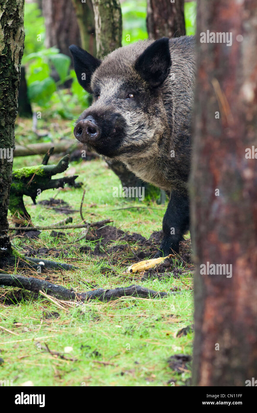 Cinghiale - Sus scrofa Foto Stock