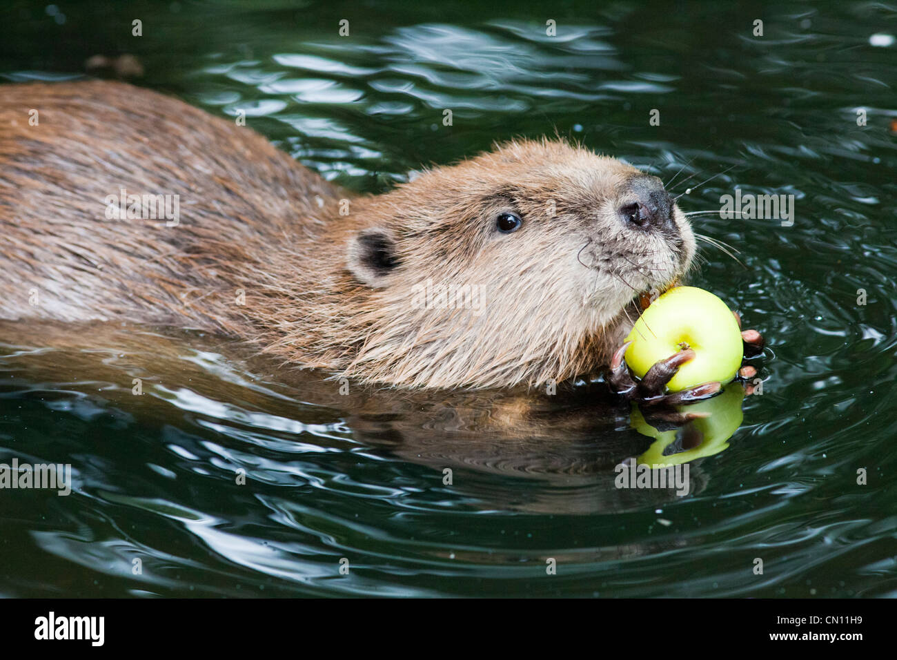 Unione o Eurasian Beaver - Castor fiber Foto Stock