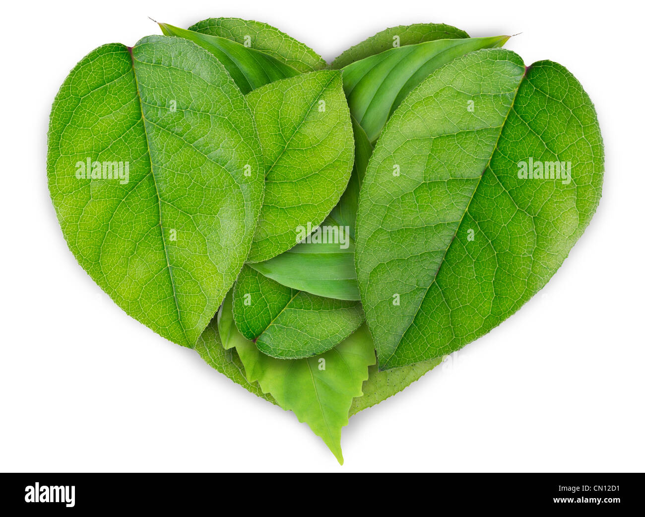 Albero con grandi foglie a forma di cuore Immagini senza sfondo e Foto  Stock ritagliate - Alamy