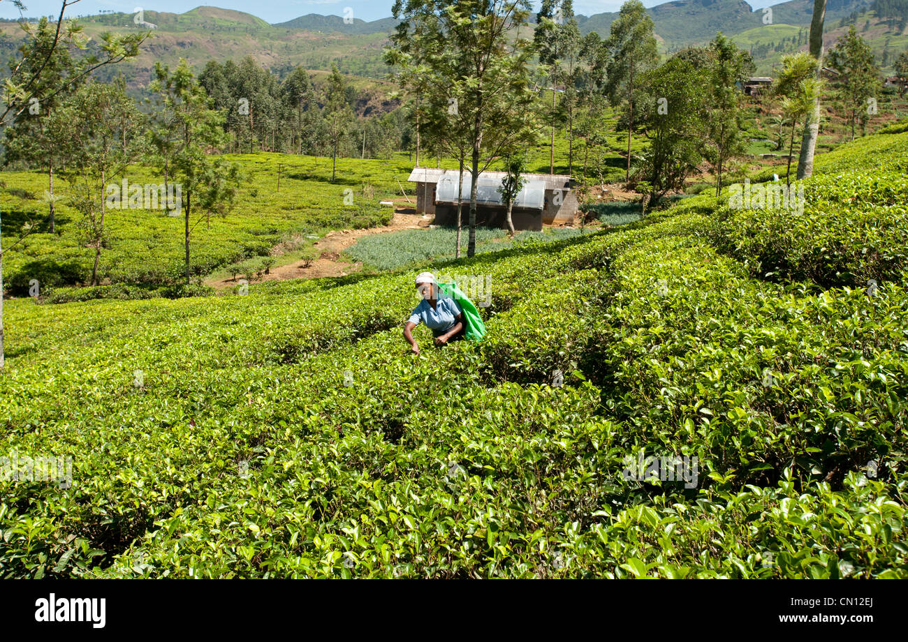 Donna Tamil tea plucker al lavoro Nuwara Eliya Sri Lanka Foto Stock
