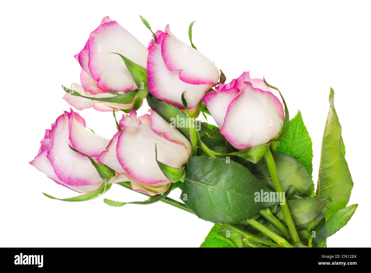 L'avvizzimento lonely delicate rose rosa fiori bush isolato Foto Stock