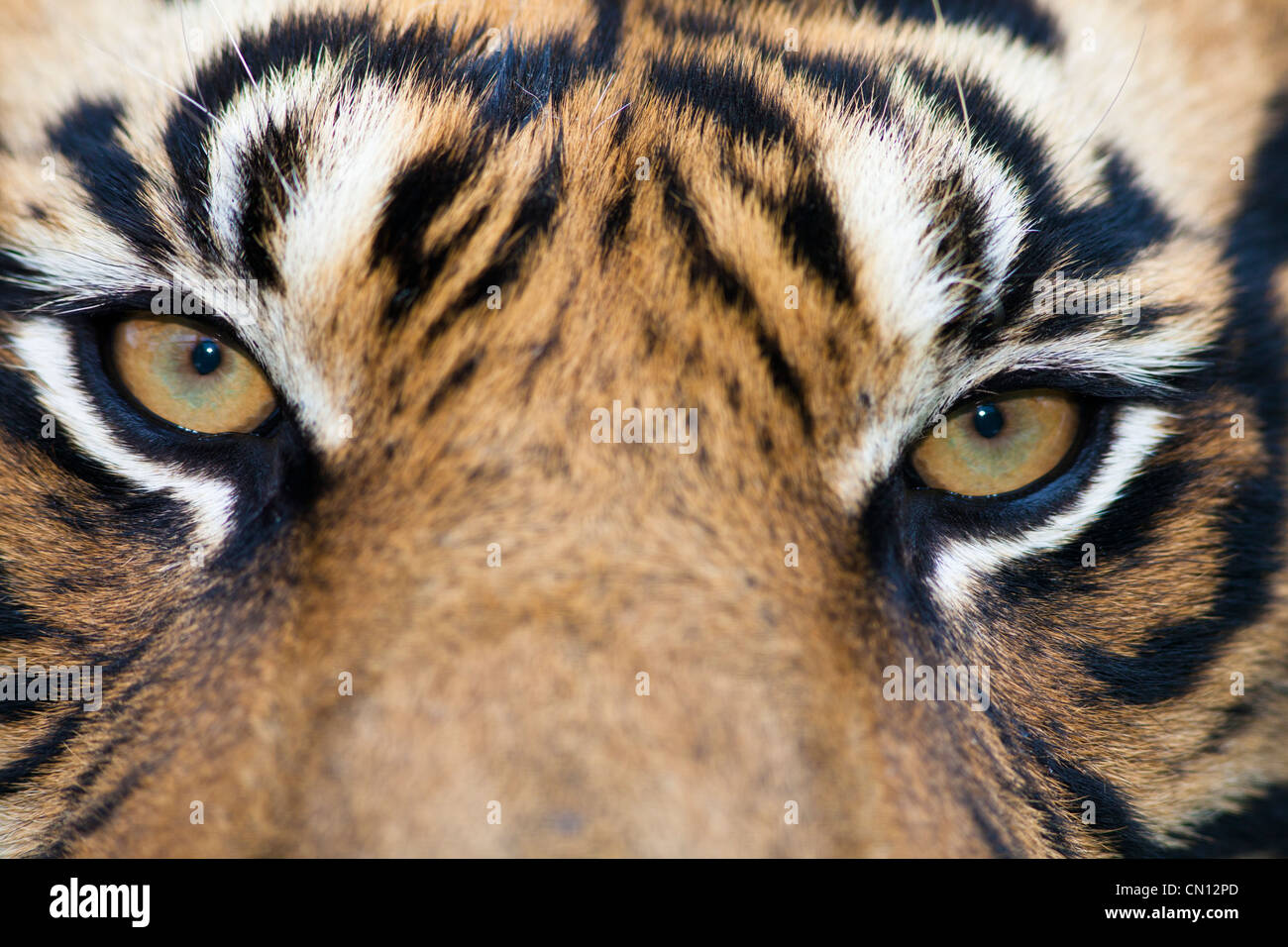 Tiger Bengala - Panthera tigris - chiudere ritratto Foto Stock