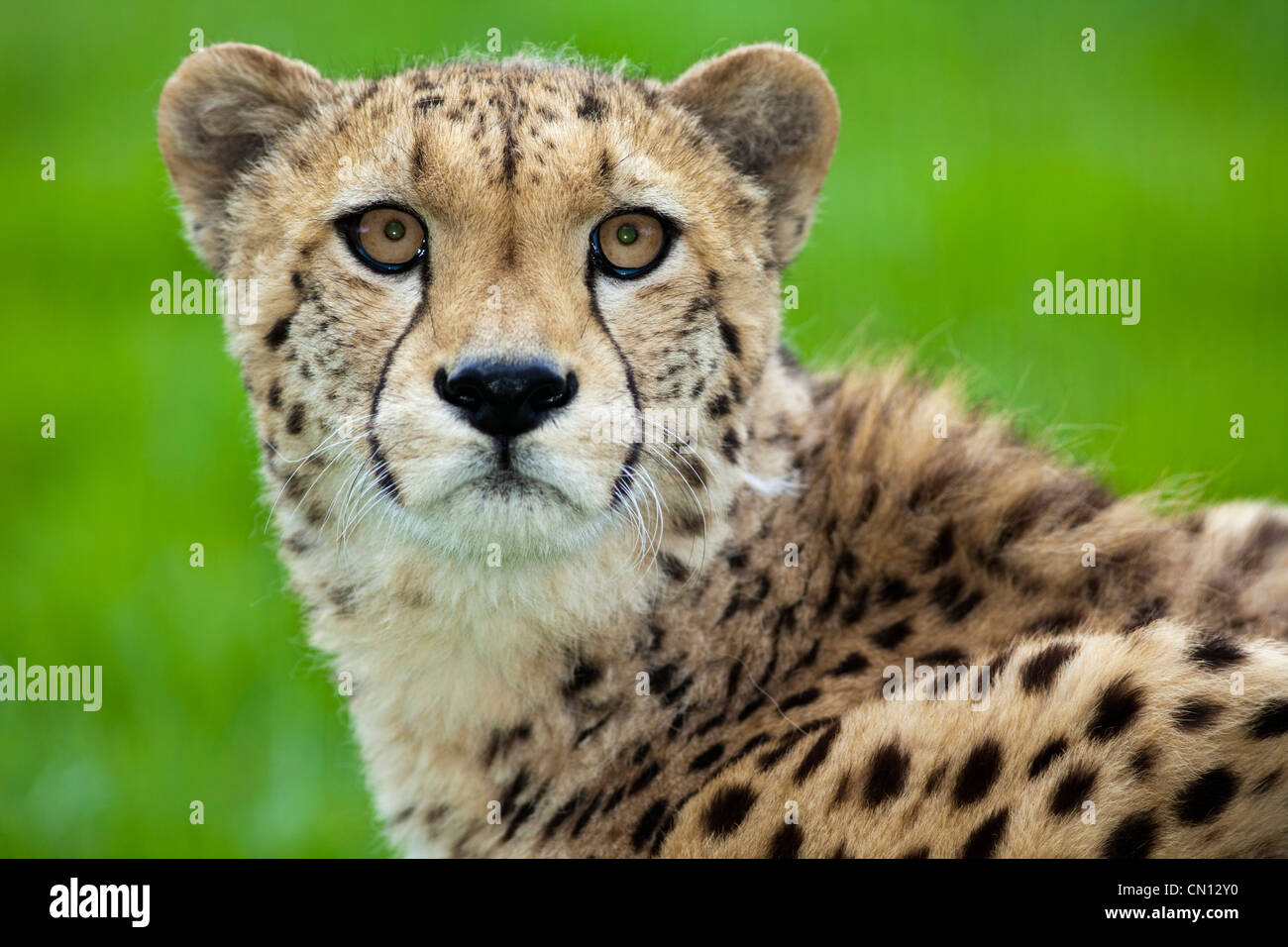 Cheetah - Acinonyx jubatus Foto Stock